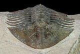 Metascutellum Trilobite - Very Pustulose #160906-6